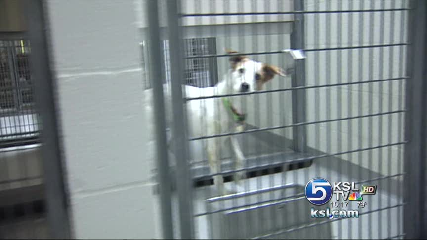 Full house at animal shelter following holiday weekend