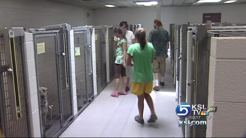 Full house at animal shelter following holiday weekend