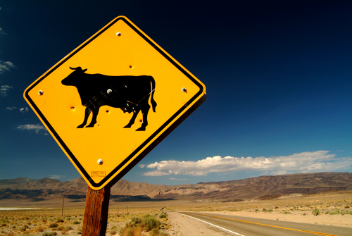 Car Collides with Cow in Cache Valley