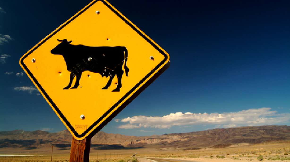 Car Collides with Cow in Cache Valley