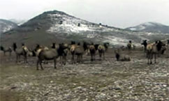 Hardware Ranch Offers Scenic Sleigh Rides