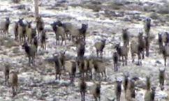 Hardware Ranch Offers Scenic Sleigh Rides