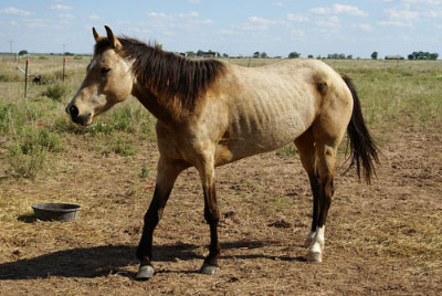 Woman trying to change Bluffdale animal torture laws