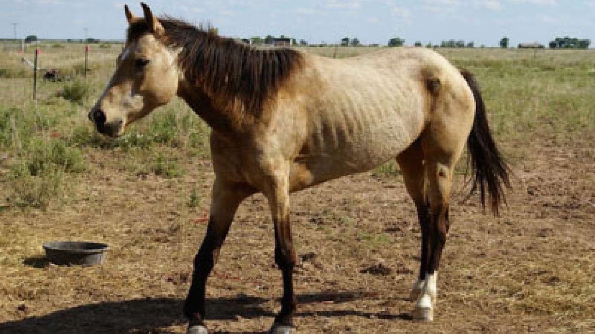 Woman trying to change Bluffdale animal torture laws