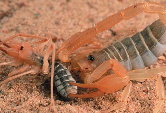 Unwelcomed visitor actually native to Utah