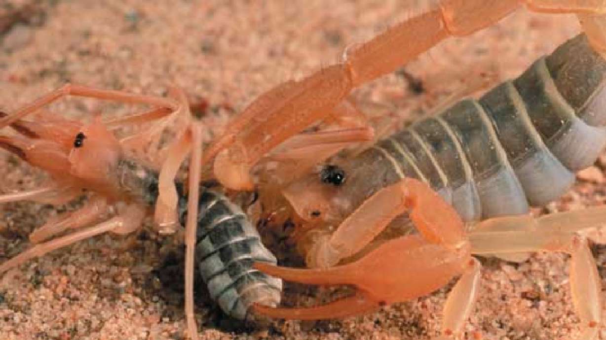 Unwelcomed visitor actually native to Utah