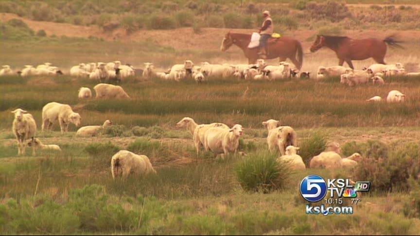 Wolves being shot as varmints months after coming off endangered species list