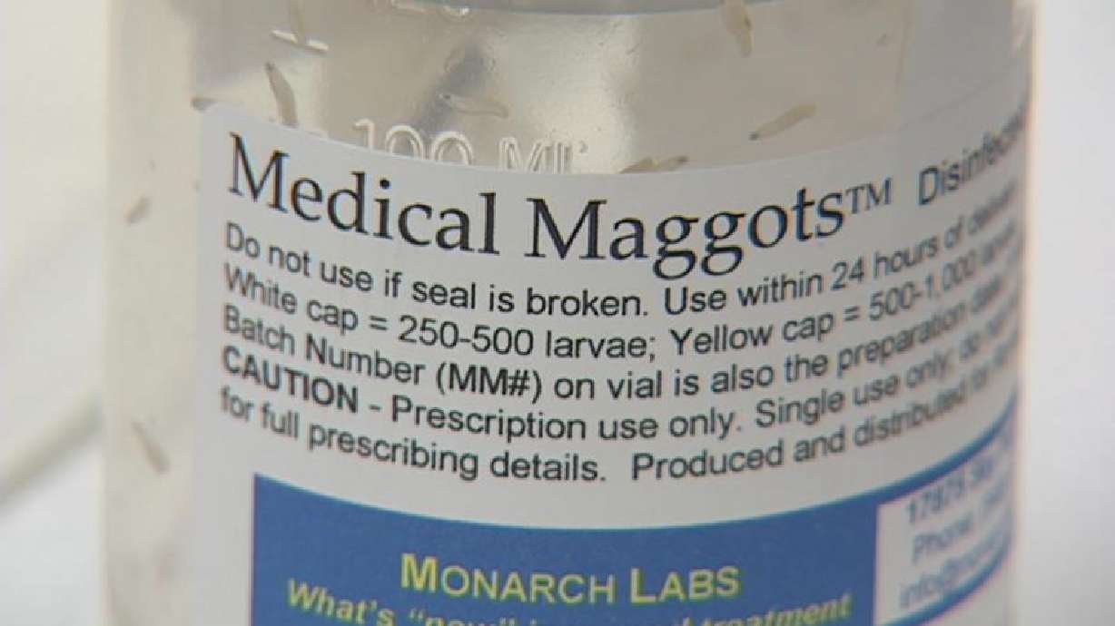 Maggots Successful in Helping Heal Wounds