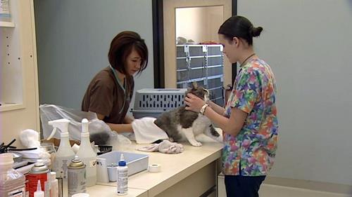 New animal hospital opens, and most employees are women