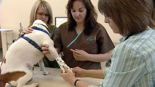 New animal hospital opens, and most employees are women
