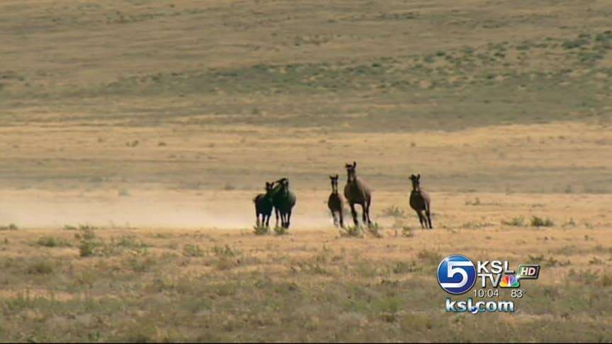 Domestic horses unfit to be returned to the wild