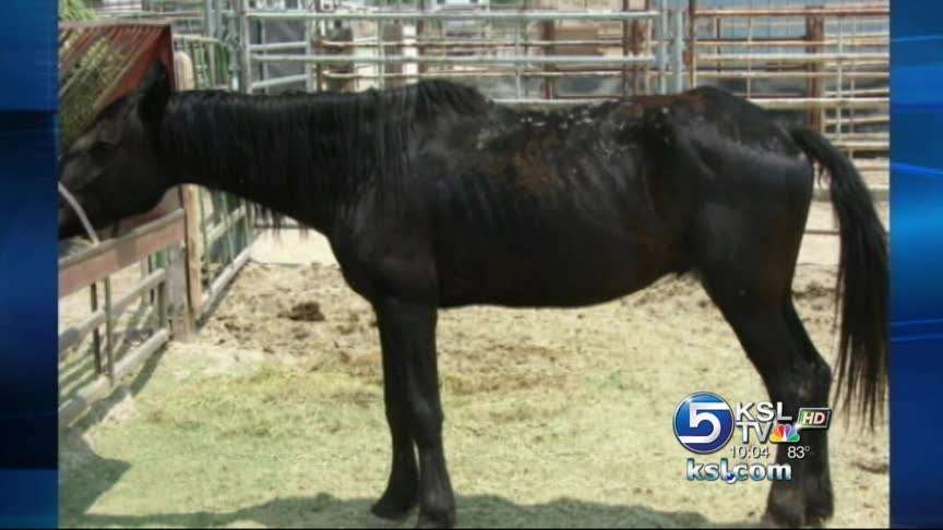 Domestic horses unfit to be returned to the wild