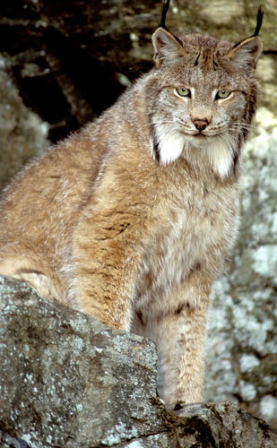 Two Canada Lynxes Captured in Utah; Released in Colorado