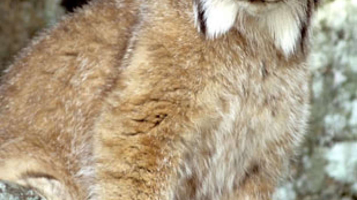 Two Canada Lynxes Captured in Utah; Released in Colorado