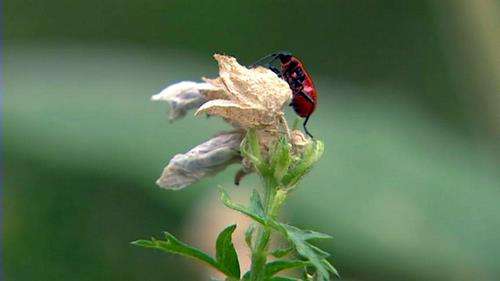 Foreign bug makes new home in Salt Lake area