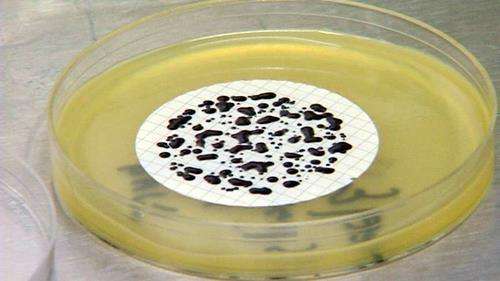 Researchers working to kill staph before it enters the body