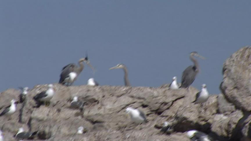 Great Salt Lake Bird Festival Bringing People Outdoors