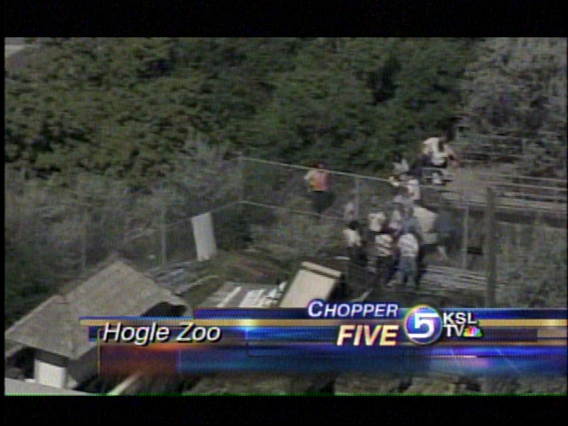 Wolf Temporarily Escapes at Hogle Zoo