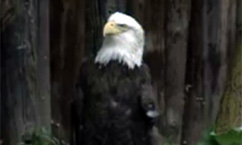 Bald Eagle Returns to Tracy Aviary