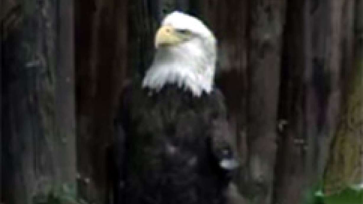 Bald Eagle Returns to Tracy Aviary
