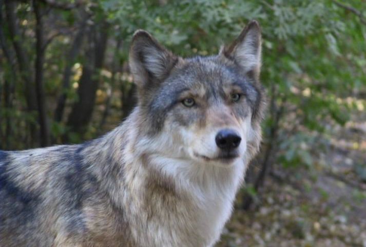 Zoo Officials Want Witnesses to Wolf Escape