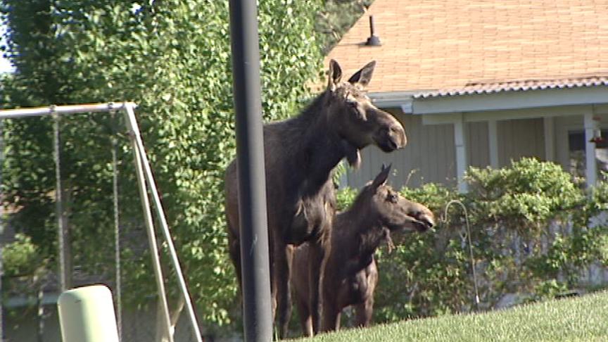 Two Moose Found in Sandy Neighborhood