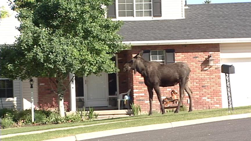 Two Moose Found in Sandy Neighborhood