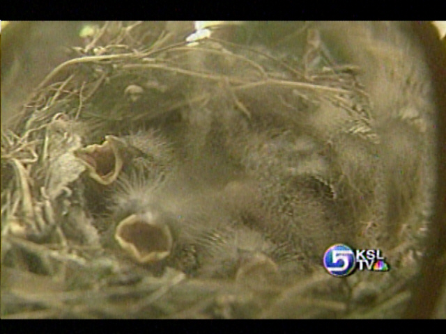 Baby Birds Hatch in Wreath on Front Door