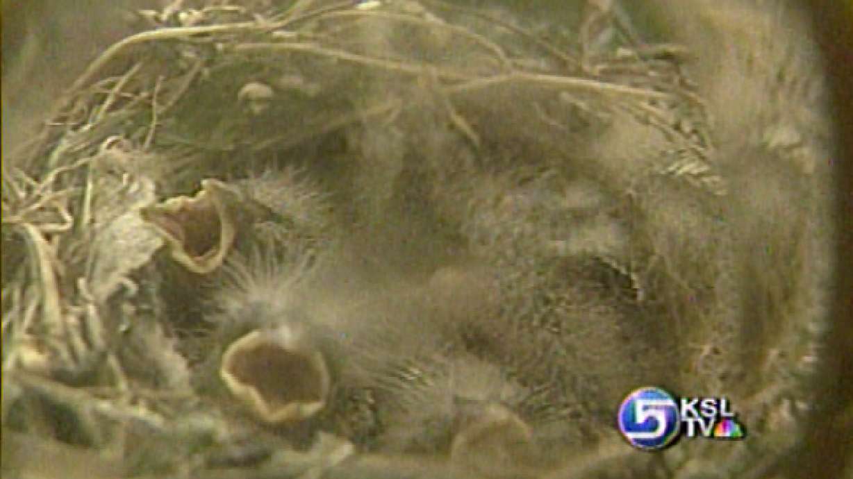 Baby Birds Hatch in Wreath on Front Door