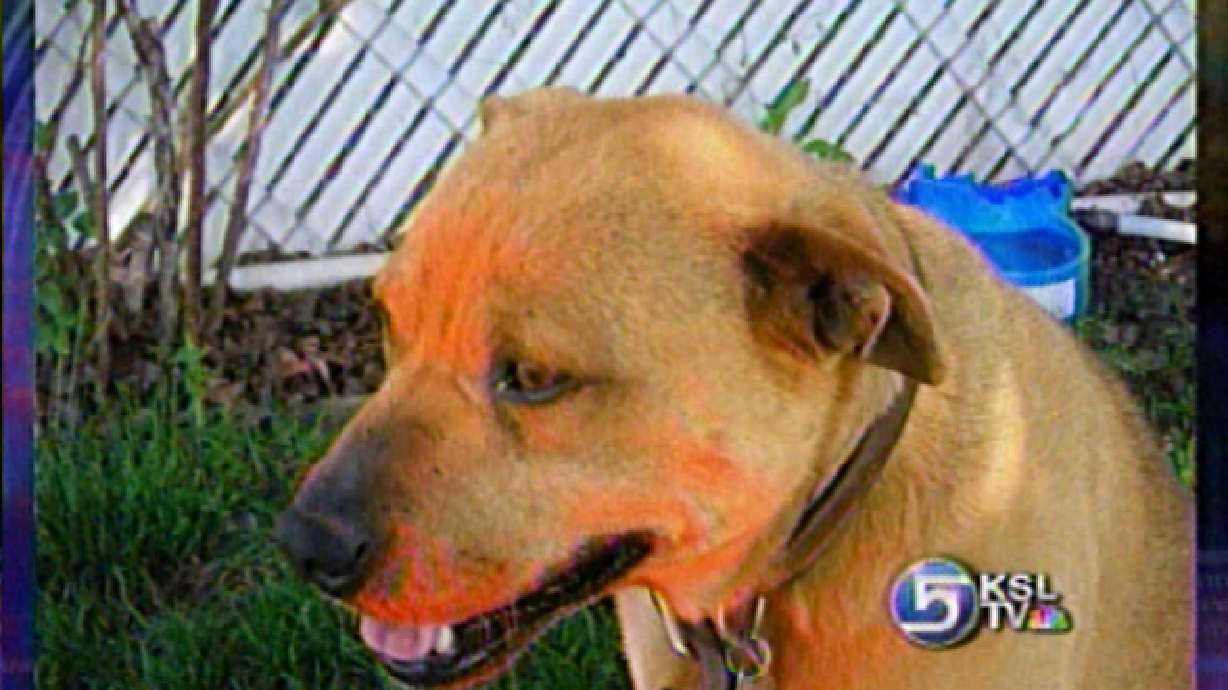 Dog Spray Painted Through Fence