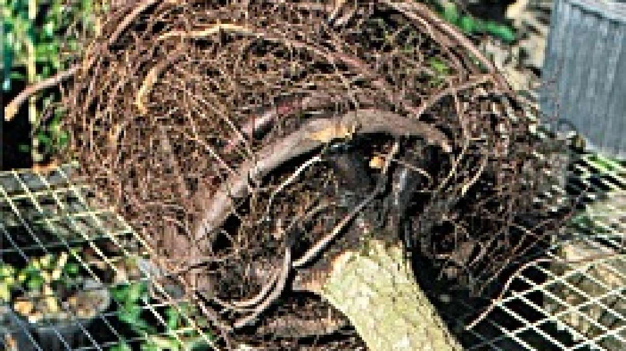 Say Goodbye To Circling Roots