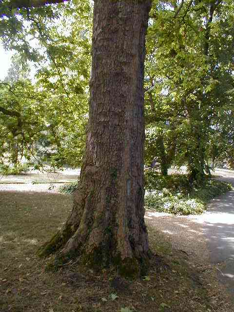 Tall Trees Require A Single Trunk