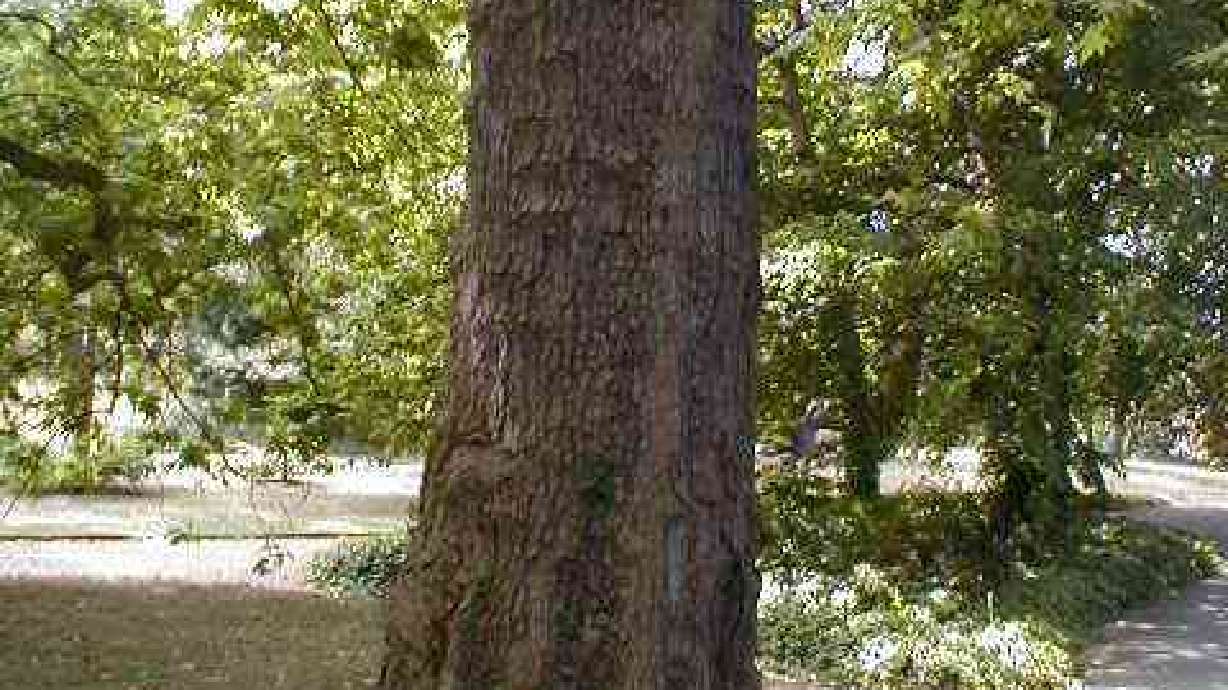 Tall Trees Require A Single Trunk