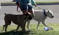 Dog Owners Strut Their Mutts