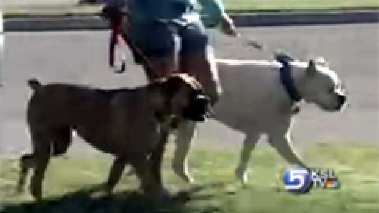 Dog Owners Strut Their Mutts