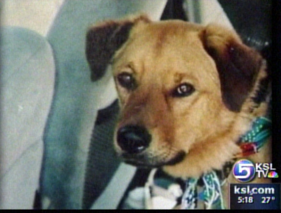 Dog Credited with Saving Woman