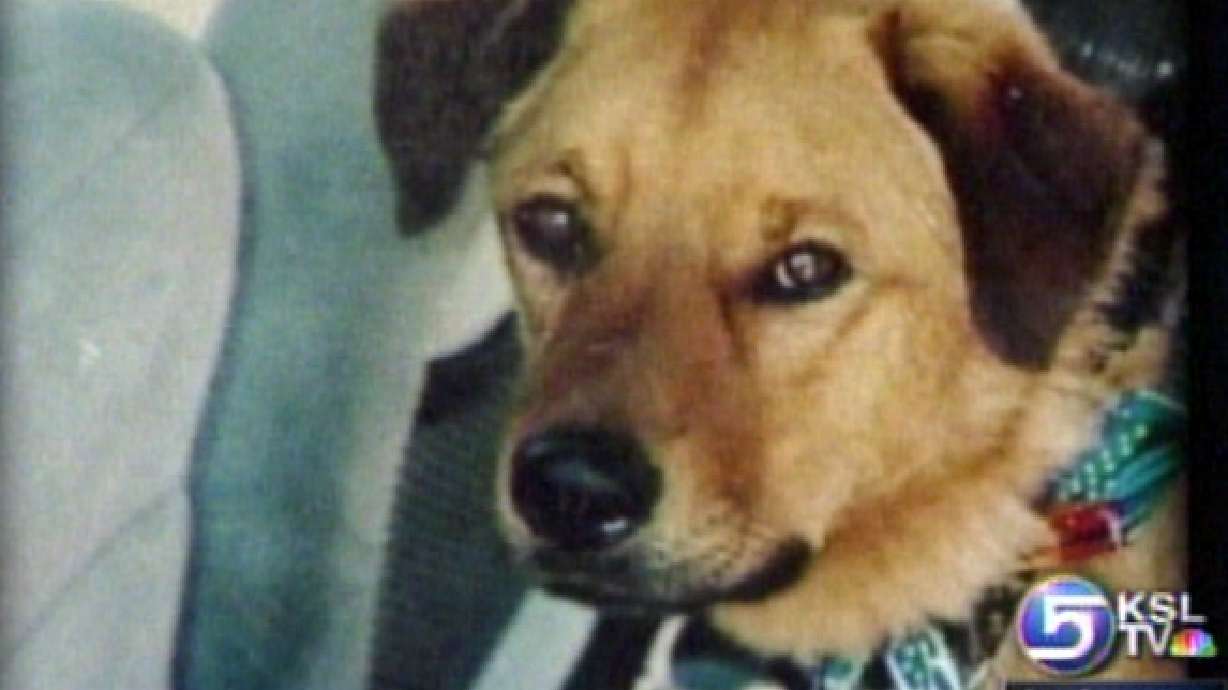 Dog Credited with Saving Woman