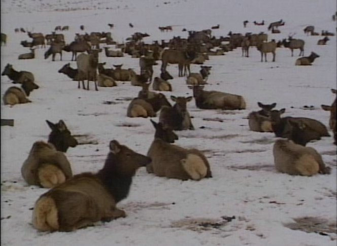 Close Encounters with Utah's Wildlife Could Thin the Herds