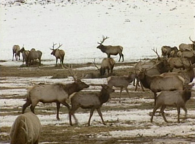 Close Encounters with Utah's Wildlife Could Thin the Herds