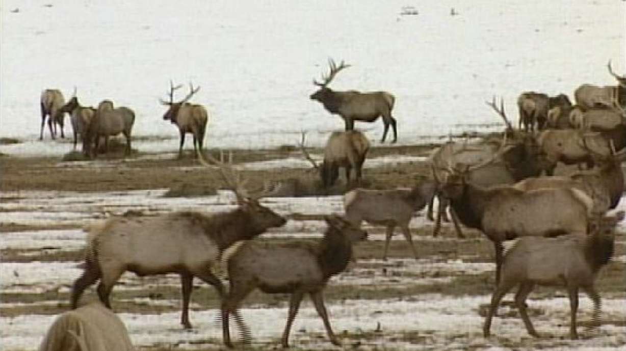 Close Encounters with Utah's Wildlife Could Thin the Herds