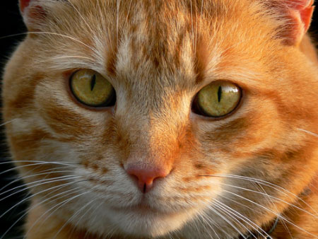 S. Utah animal shelter faces overcrowding