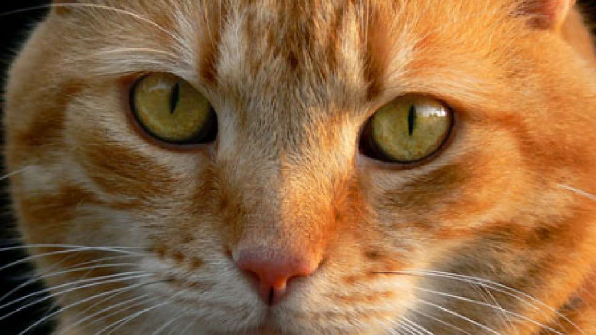 Avoiding 'cat'-astrophes: 5 mistakes you might be making with your pet