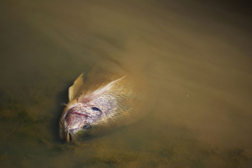 Fast-spreading parasite kills fish at pond