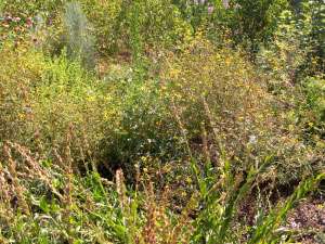 Deer trapped in Red Butte Garden
