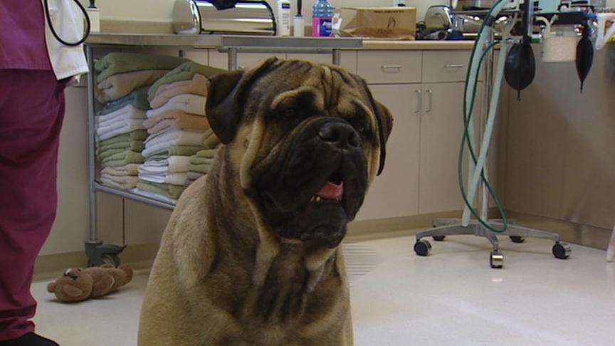 Heat can be fatal for your pet