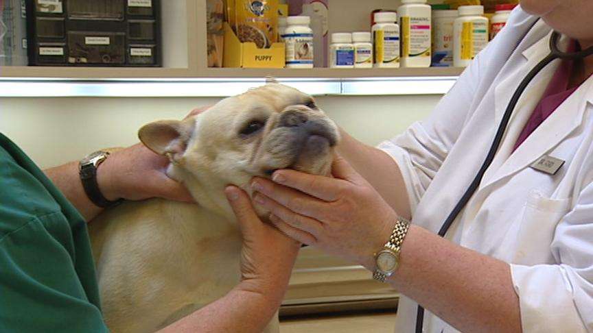 Heat can be fatal for your pet