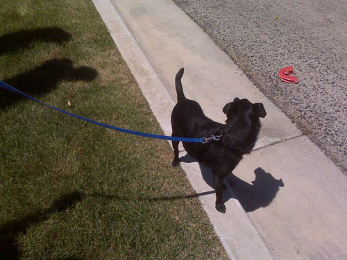 Dog found in Utah to be reunited with owner in Calif.