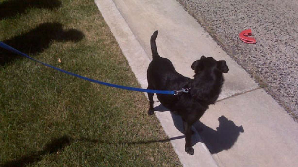 Dog found in Utah to be reunited with owner in Calif.