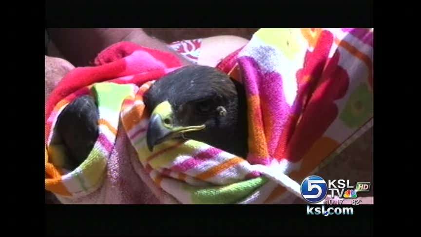Group saves injured golden eagle