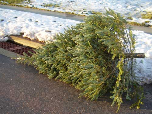 Crews to Collect Christmas Trees January 2nd-12th in Salt Lake County